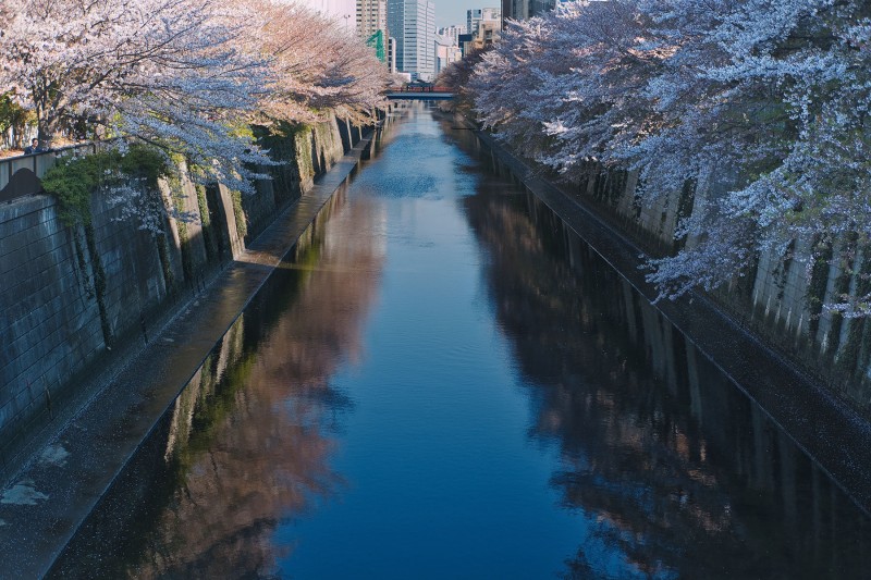 Tokyo Nakameguro Guide - cherry blossoms